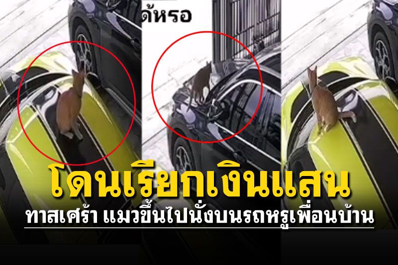 ทาสแมวสุดช้ำ! โดนฟ้องหลักแสน แมวขึ้นไปนั่งรถหรูเพื่อนบ้าน