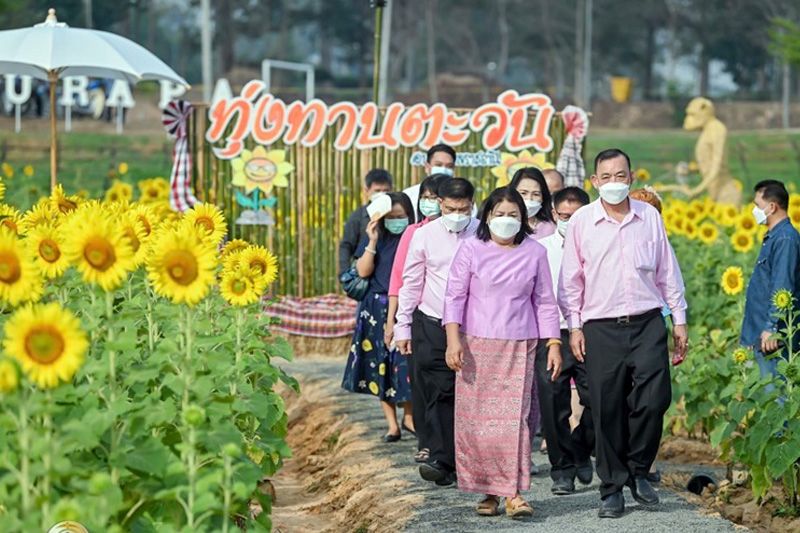 อบจ.อุบลฯเปิดให้เข้าชมฟรี 'ดอกทานตะวัน' บานในช่วงเดือนแห่งความรัก