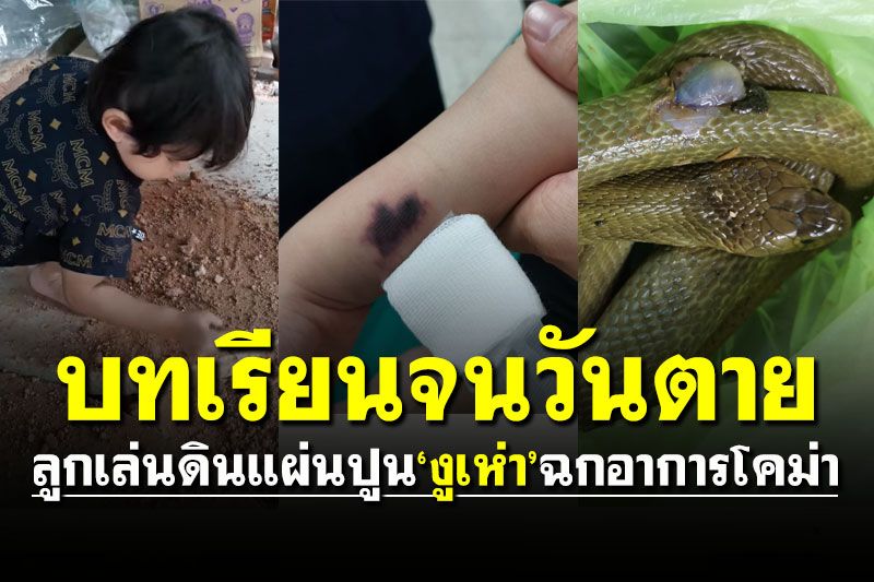 บทเรียนจนวันตาย! ลูกเล่นดินตรงแผ่นปูนวางไว้ในบ้าน ถูกงูเห่าฉกอาการโคม่า