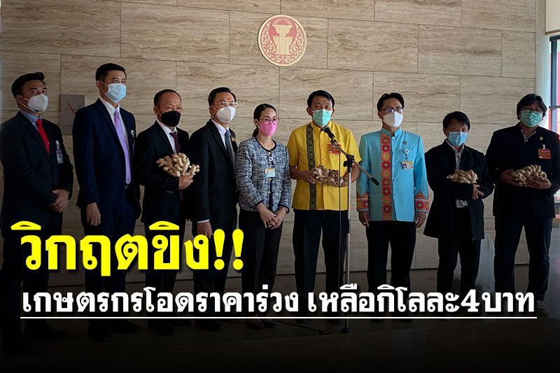 วิกฤตขิง! เกษตรกรผู้ปลูกขิงเข็กน้อย ร้องกมธ.แก้ปัญหาราคาร่วงหนัก