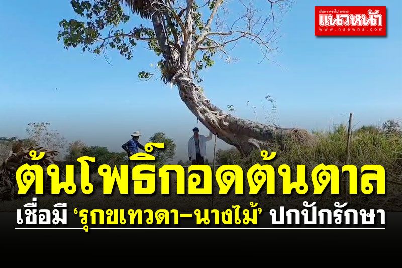 แปลก! ต้นไม้คู่รัก ‘ต้นโพธิ์กอดต้นตาล’  เชื่อมี ‘รุกขเทวดา-นางไม้’ ปกปักรักษา