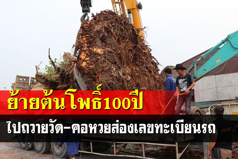 เจ้าของที่ดินทุมเงินกว่าแสนย้ายต้นโพธิ์ 100 ปีถวายวัดดังคอหวยแห่ส่องเลข