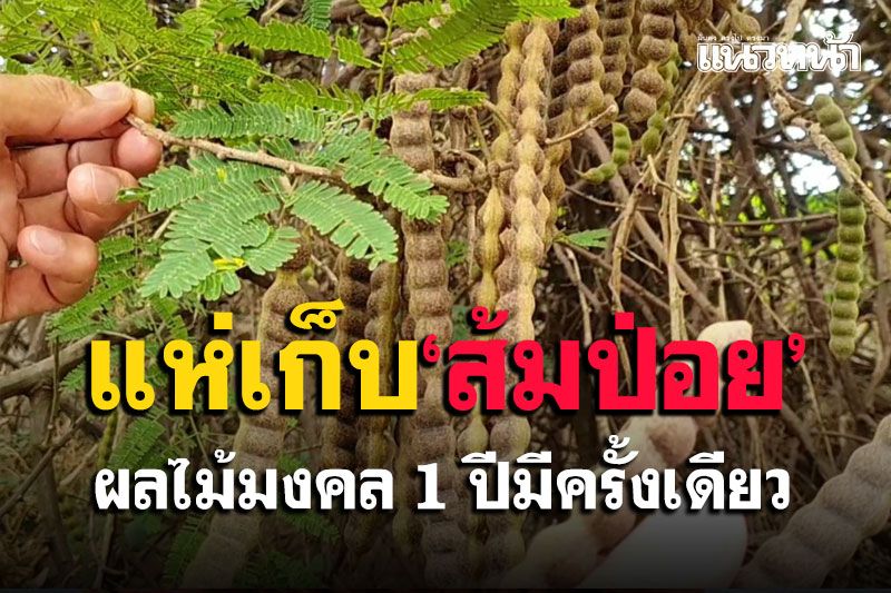 ชาวพะเยาแห่เก็บ'ส้มป่อย' เผยเป็นผลไม้มงคล มีความศักดิ์สิทธิ์ในตัว 1 ปีมีครั้งเดียว