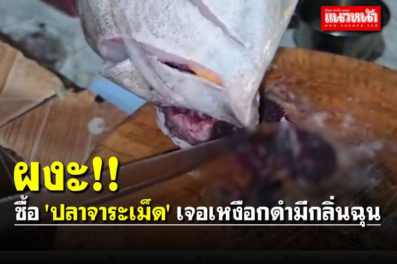 ชาวบ้านระยองซื้อ 'ปลาจาระเม็ด' จะทอดไปทำบุญ ผงะเจอเหงือกดำมีกลิ่นฉุน