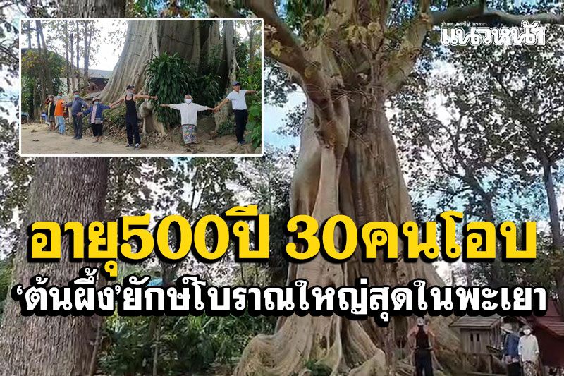 'ต้นผึ้งยักษ์โบราณ'อายุ500ปี ขนาด 30 คนโอบใหญ่สุดในจังหวัดพะเยา