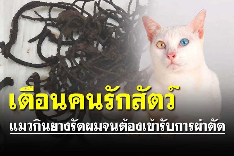 เตือนคนรักสัตว์! แมวกินยางรัดผม จนต้องผ่าตัดเอาออกจากกระเพาะ
