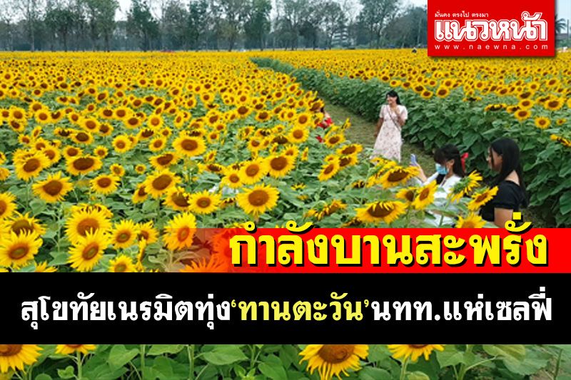 เที่ยว'ทุ่งทานตะวัน'บานสะพรั่งทั่วศูนย์ท่องเที่ยวเชิงอนุรักษ์ด้านการเกษตรสุโขทัย