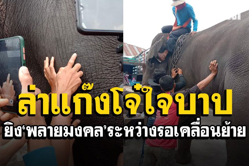 ล่ากลุ่มโจ๋ใจบาป! ยิงช้าง'พลายมงคล' ระหว่างนอนพักรอเคลื่อนย้ายไปร่วมงาน