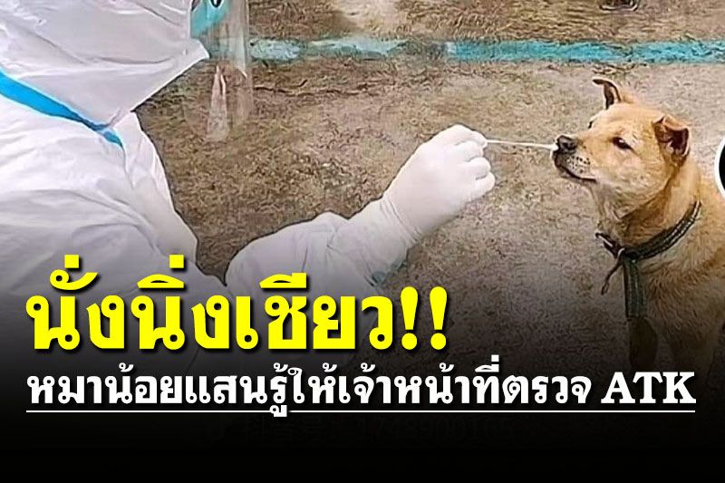 สุดน่ารัก! หมาน้อยแสนรู้นั่งนิ่งให้เจ้าหน้าที่ตรวจ ATK