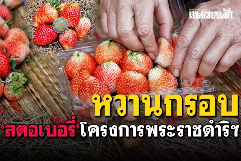 ออกแล้วล็อตแรก! 'สตอเบอรี่'พันธุ์พระราชทาน80 บนโครงการพระราชดำริฯ