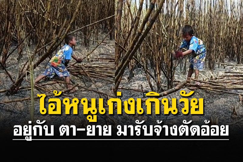 หัวใจแกร่ง! หนูน้อยอยู่กับตายาย รับจ้างตัดอ้อย สู้แดดสุด