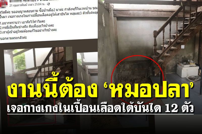สะพรึง! สาวรีโนเวตบ้านมือ 2 เจอ กกน.เปื้อนเลือดซุกใต้บันได 'หมอปลา' แนะนำไปทิ้ง