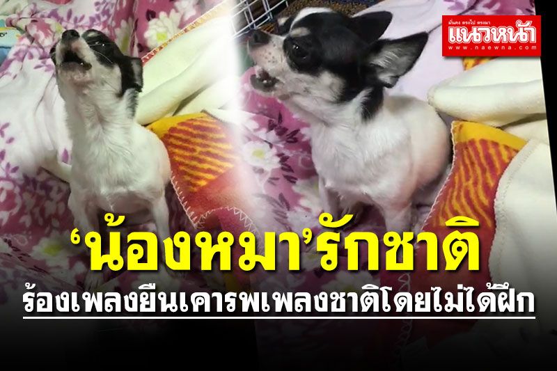 ทึ่ง! ‘น้องหมา’รักชาติ ร้องเพลงยืนเคารพเพลงชาติโดยไม่ได้ฝึก (คลิป)