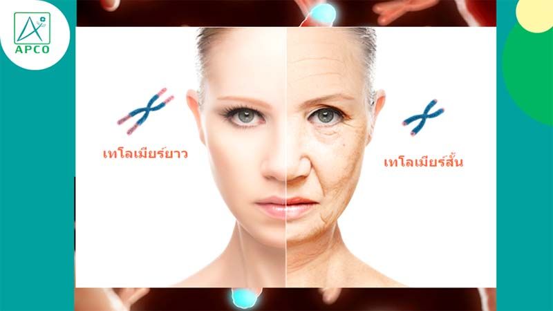 'แอปโก้'เดินหน้าสร้างสังคมวัฒนชีวา   ให้ความรู้สุขภาพระดับโครโมโซม