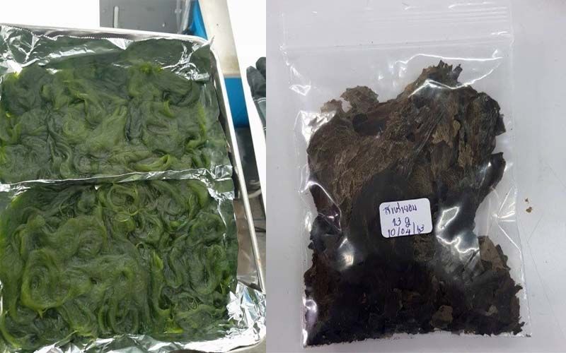 งานวิจัยพบ‘สาหร่ายเตา’อาหารปลา  มีคุณภาพสูง-แนะส่งเสริมเพาะเลี้ยง