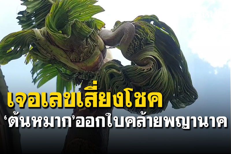 สุดแปลก! 'ต้นหมาก'ออกใบคล้ายพญานาค ชาวบ้านไม่พลาดขอเลขเด็ด