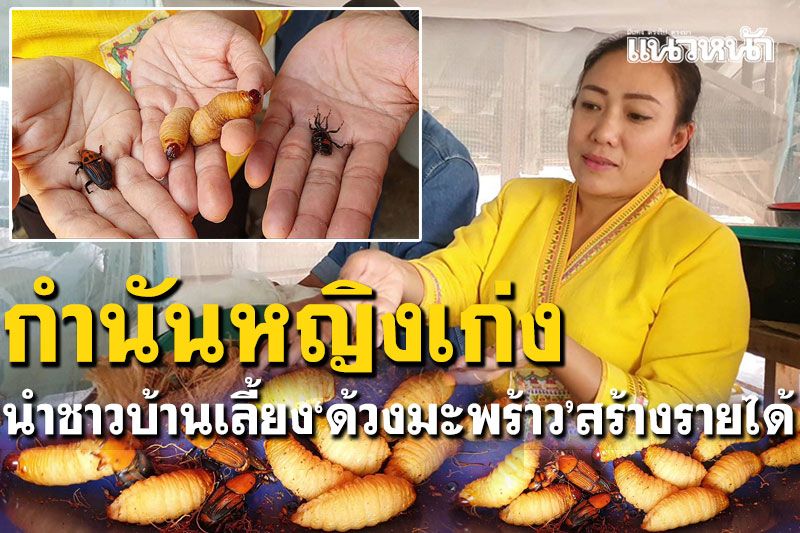 สุดยอด! กำนันหญิงภูซาง เลี้ยงด้วงมะพร้าว นำชาวบ้านมีรายได้เลี้ยงครอบครัว