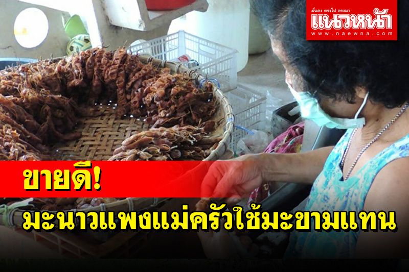 มะนาวแพงชาวบ้านพากันเขย่าต้นมะขามเก็บผักแกะเป็นมะขามเปียกขาย