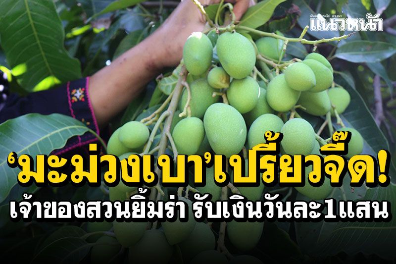'มะม่วงเบา'เปรี้ยวจี๊ด! ผลผลิตดกมาก เจ้าของสวนยิ้มร่า รับรายได้วันละ1แสน