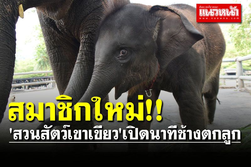 ต้อนรับสมาชิกใหม่! 'สวนสัตว์เขาเขียว' เปิดนาทีช้างตกลูก ต้อนรับ 'วันช้างไทย'