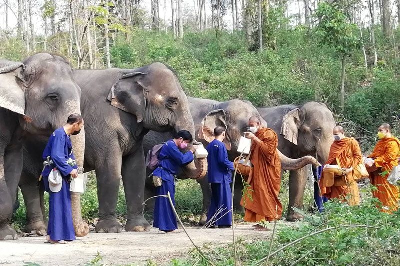 ศูนย์อนุรักษ์ช้างไทยลำปาง จัดพิธีทำบุญตักบาตร-จัดสะโตกอาหาร‘วันช้างไทย’