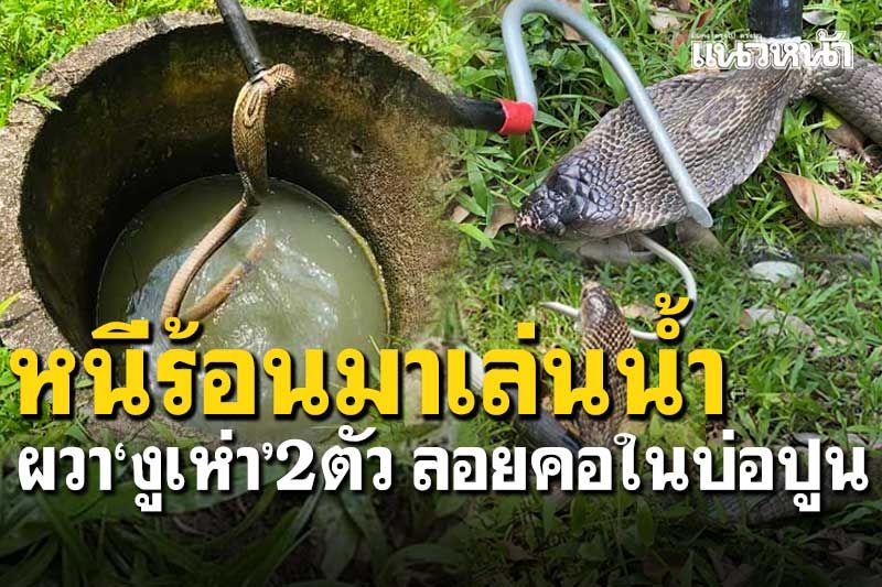 'งูเห่า'2ตัวเล่นน้ำในบ่อปูน ชูคอขู่ฟ่อ เจ้าของสวนผวาแจ้งกู้ภัยจับ