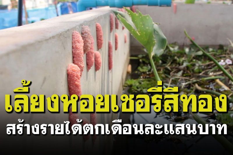 รายงานพิเศษ : ขอนแก่นเลี้ยงหอยเชอรี่สีทอง ขายสร้างรายได้ตกเดือนละแสนบาท