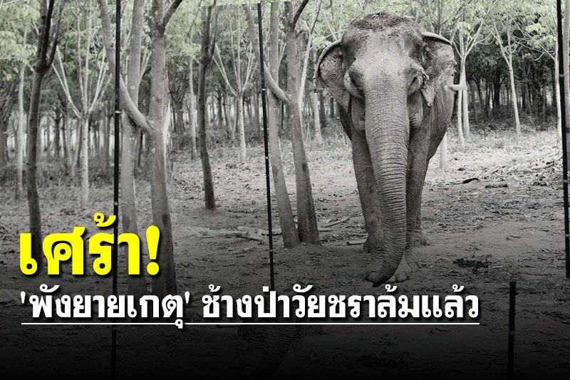 ข่าวเศร้า! 'พังยายเกตุ' ช้างป่าวัยชรา นางงามมิตรภาพล้มแล้ว