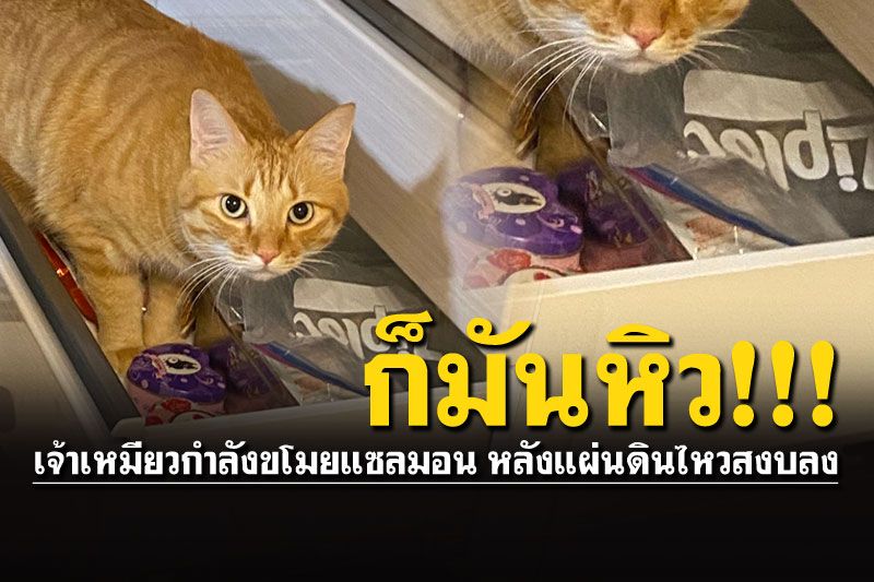 ชวนอมยิ้ม! 'เจ้าเหมียว'ง่วนกับแซลมอนแห้ง เมื่อลิ้นชักถูกเปิดเพราะแผ่นดินไหว