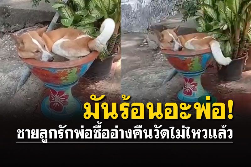 ไปดู'ตูบชาย'เด็กติดอ่างบัว ทำพ่อหัวจะปวด ซื้อคืนวัดไม่ไหวแล้ว!