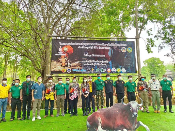 สกู๊ปพิเศษ : สำนักบริหารพื้นที่อนุรักษ์ที่ 3 เปิดคอก  ปล่อย‘วัวแดง’คืนสู่ธรรมชาติ ครั้งที่ 5