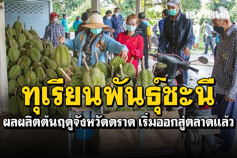เริ่มออกสู่ตลาดแล้ว! ทุเรียนพันธุ์ชะนี ผู้ว่าฯลงพื้นที่ตรวจเข้มคุณภาพ