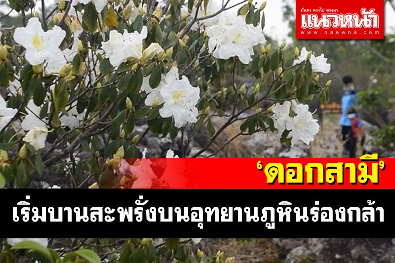 'ดอกสามี' เริ่มบานสะพรั่งสีขาวสดสวยงามไปทั่วบริเวณอุทยานฯภูหินร่องกล้า