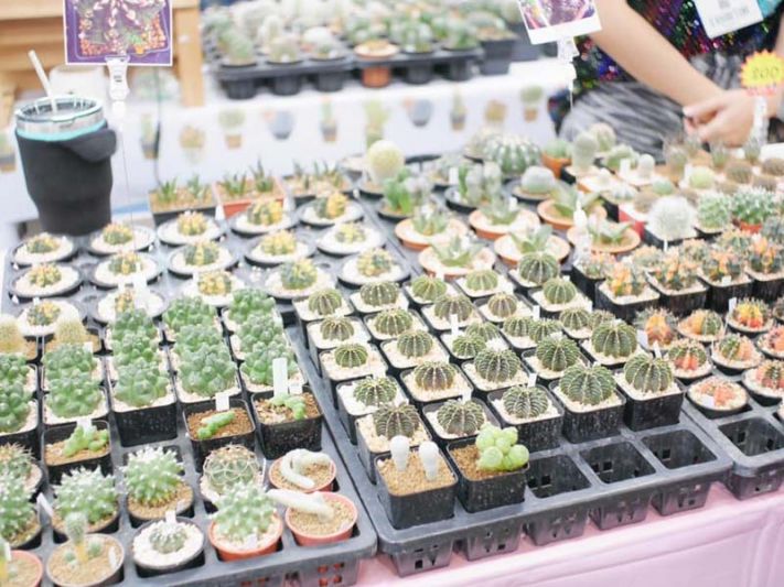 สาวกแคคตัสห้ามพลาด!!  งาน Cactus Farmer’s Market ครั้งที่ 9