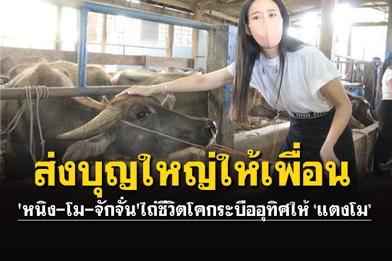 'หนิง-โม-จักจั่น'ร่วมไถ่ชีวิตโคกระบือ อุทิศให้'แตงโม'เกิดในภพชาติที่ดี