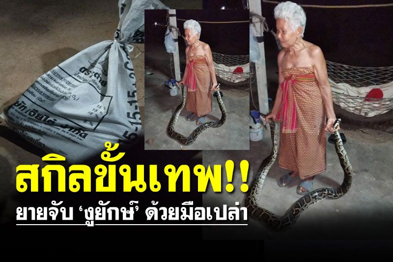 ทึ่งไปเลยดิ!! ยายแน่มากโชว์สกิลจับ 'งูหลามยักษ์' ด้วยมือเปล่า