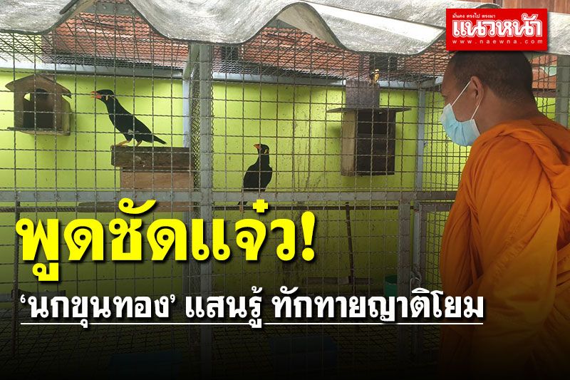 ฮือฮา! 'นกขุนทอง' วัดดังเมืองคอน พูดภาษาคน-สัตว์ชัดแจ๋ว ทักทายญาติโยม