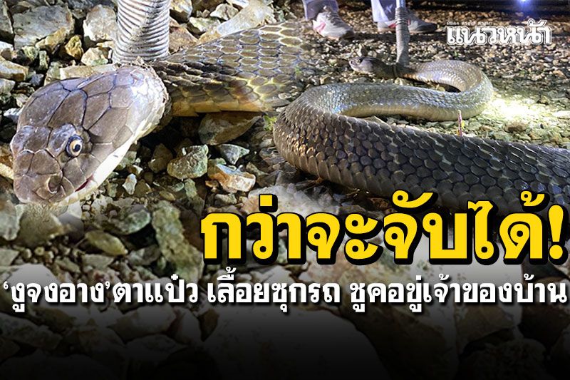 กว่าจะจับได้!! 'งูบองหลา'ตาแป๋ว เลื้อยซุกรถกระบะ ชูคอขู่เจ้าของบ้าน