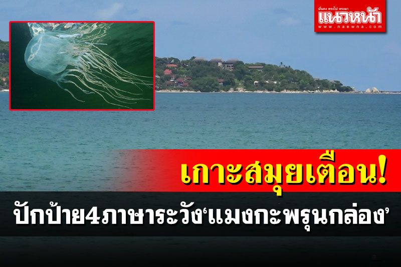 สมุยเตือนระวัง'แมงกะพรุนกล่อง' ให้ความรู้ผู้ประกอบการ-แนะวิธีปฐมพยาบาลเบื้องต้น
