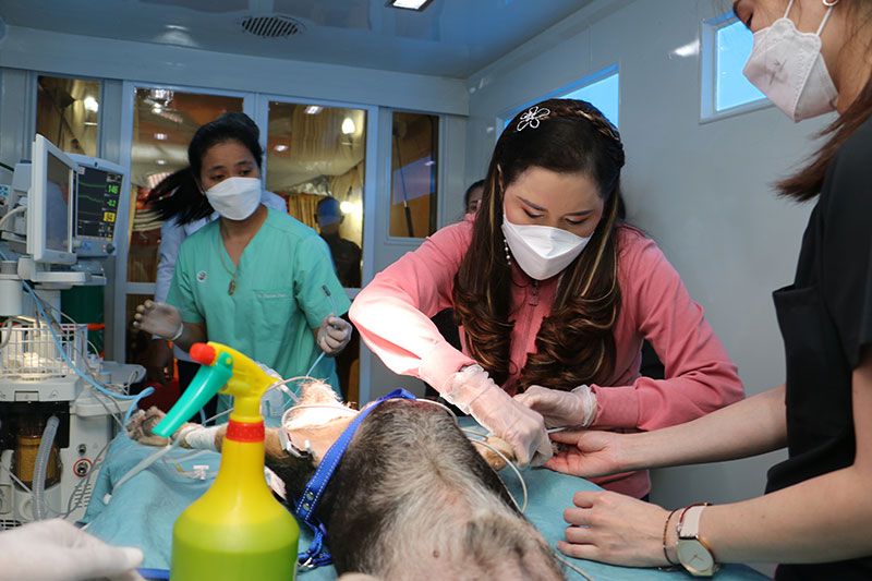 กรมพระศรีสวางควัฒนฯ ทรงออกหน่วยสัตวแพทย์อาสาจุฬาภรณ์ วัดป่าบ้านตาด