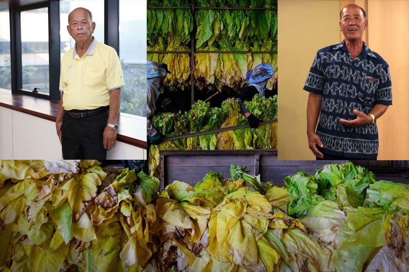 ภาคีชาวไร่ยาสูบ ค้านสธ.แบนส่วนประกอบบุหรี่  กร้าวไม่ช่วยชาวไร่เจอที่คูหาเลือกตั้ง