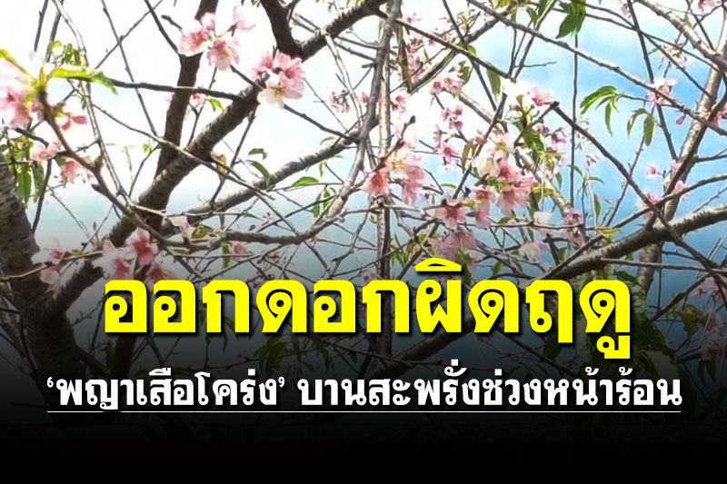 'พญาเสือโคร่ง' ออกดอกผิดฤดู บานสะพรั่งในช่วงหน้าร้อน