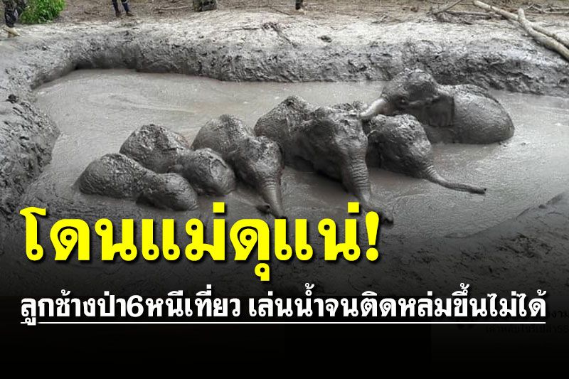 โดนแม่ดุแน่! ลูกช้างป่า6หนีเที่ยว เล่นน้ำหมดแรงจนติดหล่มขึ้นไม่ได้
