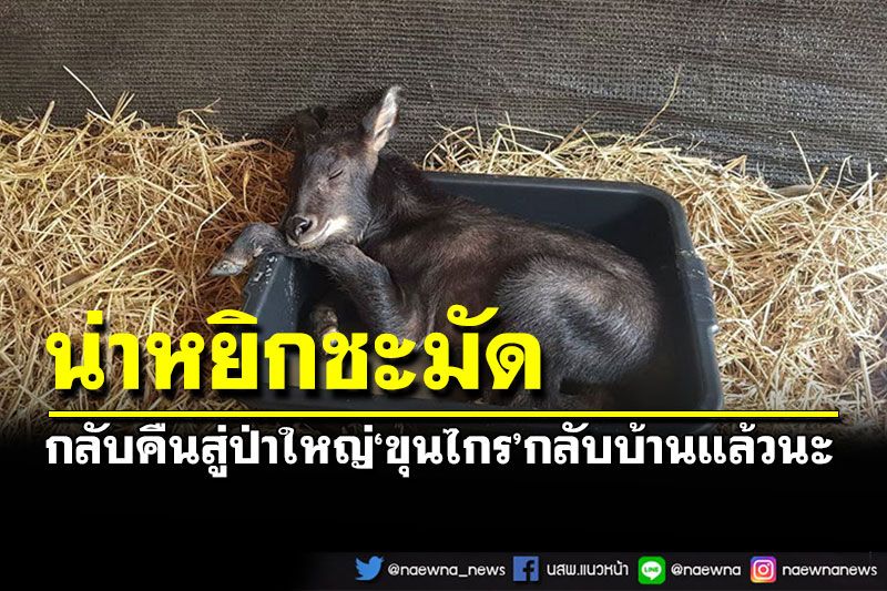 อ่านแล้วยิ่งรักเรื่องราวเจ้า'ขุนไกร' ลูกเลียงผากำพร้า วันนี้ได้กลับบ้าน...แล้วนะ