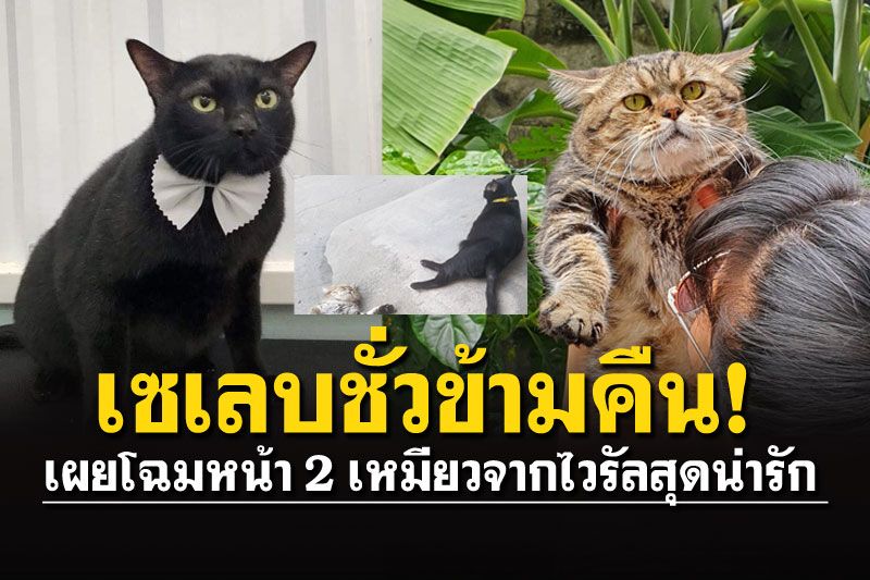 เปิดโฉมหน้า2เหมียว นอนแผ่พุงกลางถนน กำลังขึ้นแท่นเซเลบ