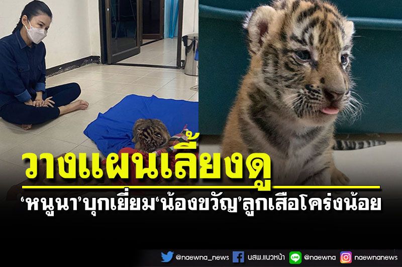 'หนูนา'บุกเยี่ยม'น้องขวัญ' วางแผนเลี้ยงดูลูกเสือโคร่งน้อยให้สุขภาพแข็งแรง
