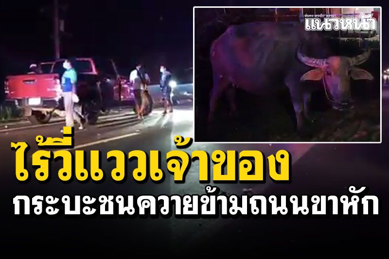 ไร้วี่แววเจ้าของ! กระบะชนควายข้ามถนนกลางดึก ควายขาหัก-รถพังยับ