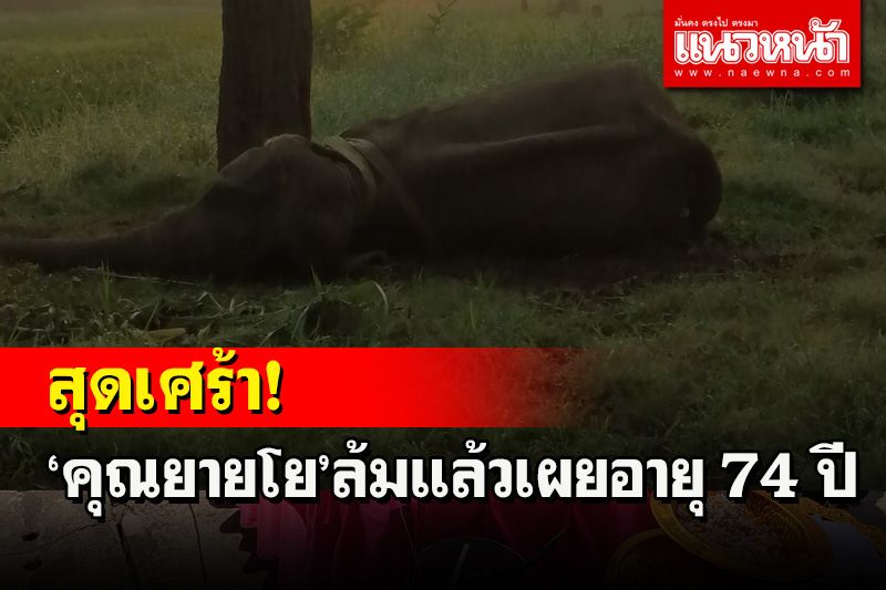 สุดเศร้า!คุณยายโยล้มแล้ว ช้างพังที่แค่เป็นข่าวถูกคนร้ายขโมยไป 18 ปีเจ้าของร่ำให้ไม่หยุด