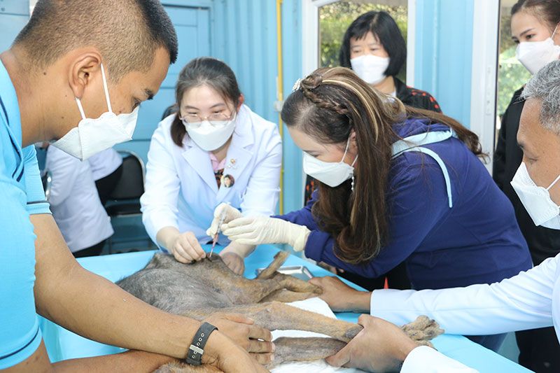 กรมพระศรีสวางควัฒนฯ เสด็จทรงติดตามความก้าวหน้าการดำเนินงาน ศูนย์ดูแลสุนัขจรจัดกองทัพเรือ