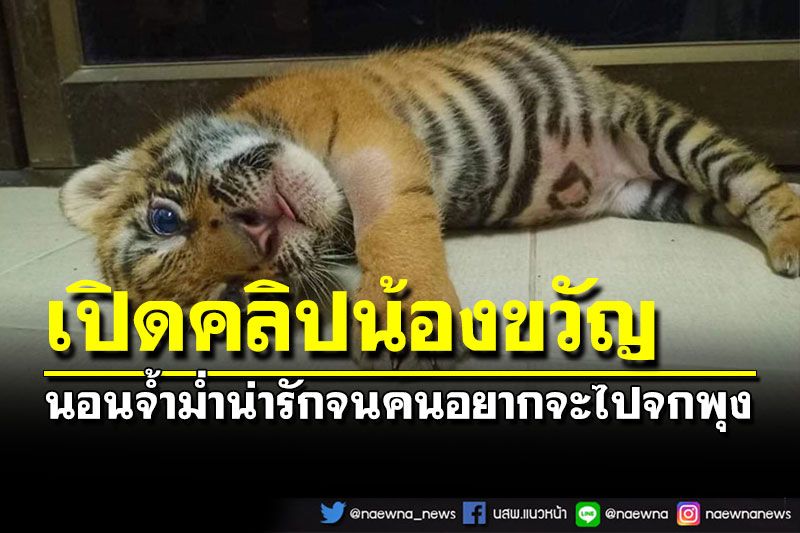 เปิดคลิป'น้องขวัญ'ลูกเสือโคร่งน้อย อาการดีขึ้น กินนมเก่ง ร่าเริงมากๆ